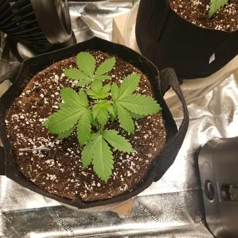 GOG growlog timeline photo