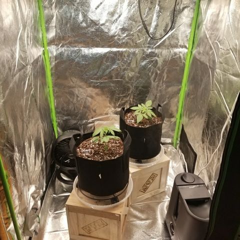 GOG growlog timeline photo