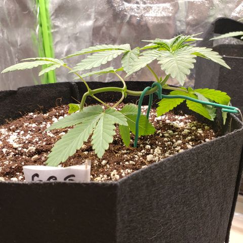 GOG growlog timeline photo