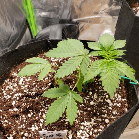 GOG growlog timeline photo