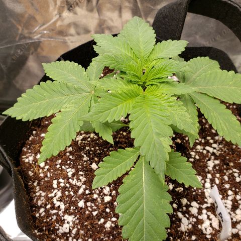 GOG growlog timeline photo