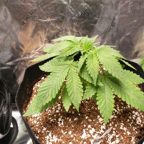 Blueberry growlog timeline photo