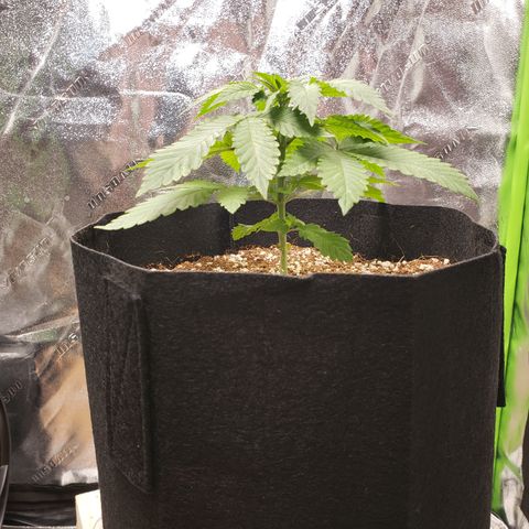Blueberry growlog timeline photo