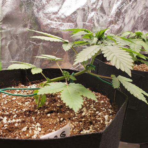 GOG growlog timeline photo