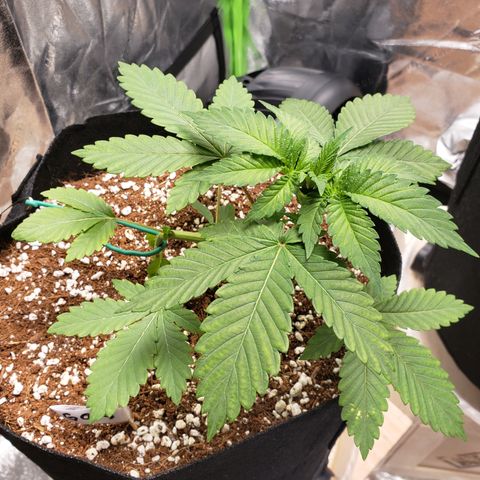 GOG growlog timeline photo