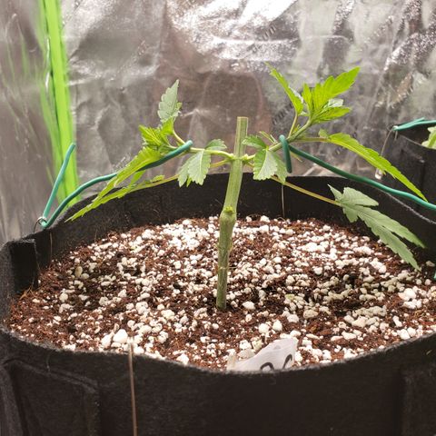 GOG growlog timeline photo