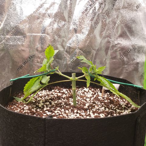 Blueberry growlog timeline photo