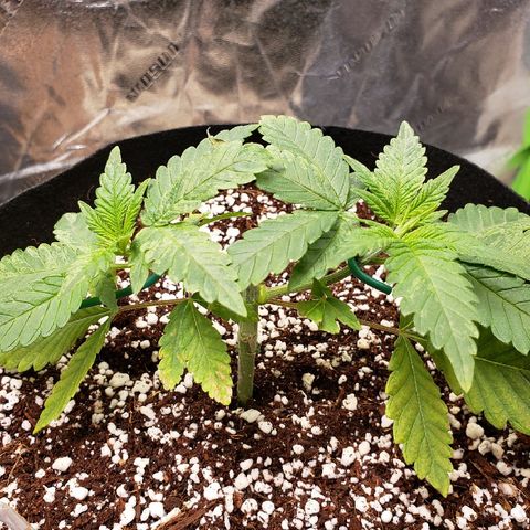 Blueberry growlog timeline photo