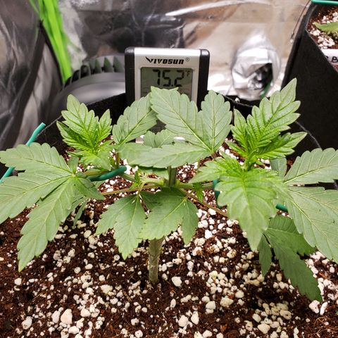 GOG growlog timeline photo