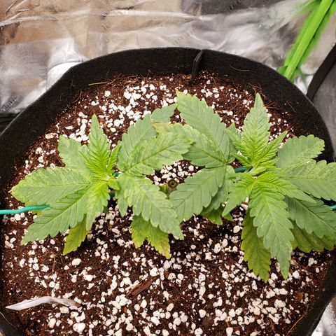 Blueberry growlog timeline photo