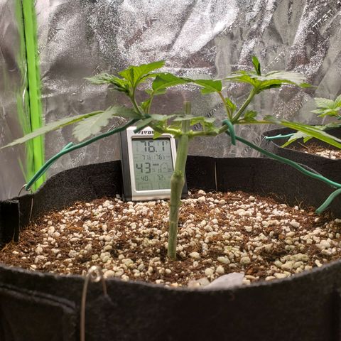 GOG growlog timeline photo