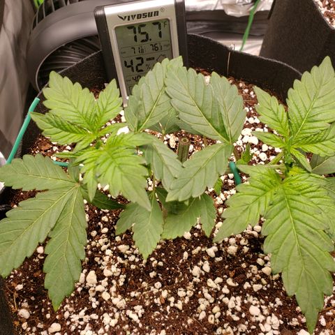 GOG growlog timeline photo