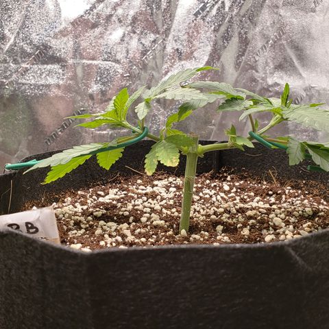 Blueberry growlog timeline photo