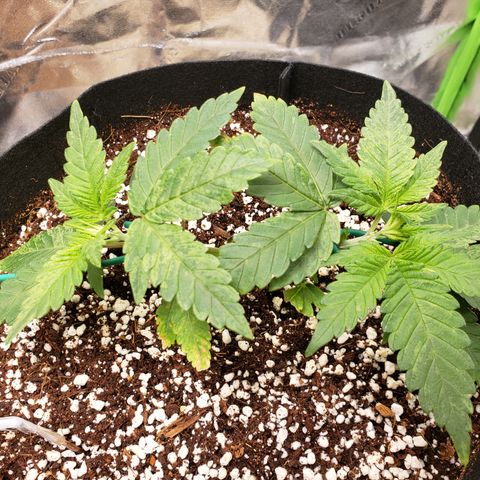 Blueberry growlog timeline photo