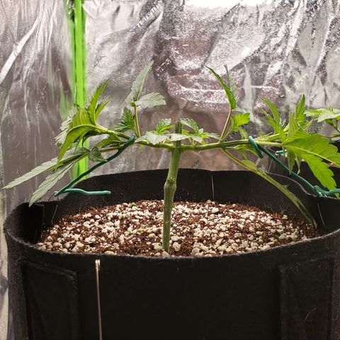 GOG growlog timeline photo