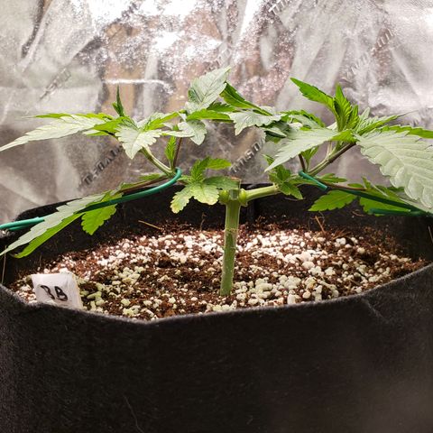 Blueberry growlog timeline photo