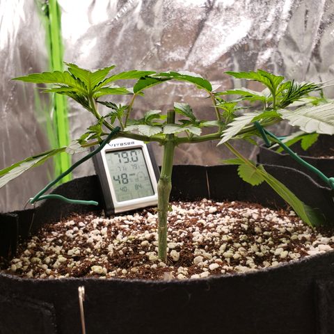 GOG growlog timeline photo