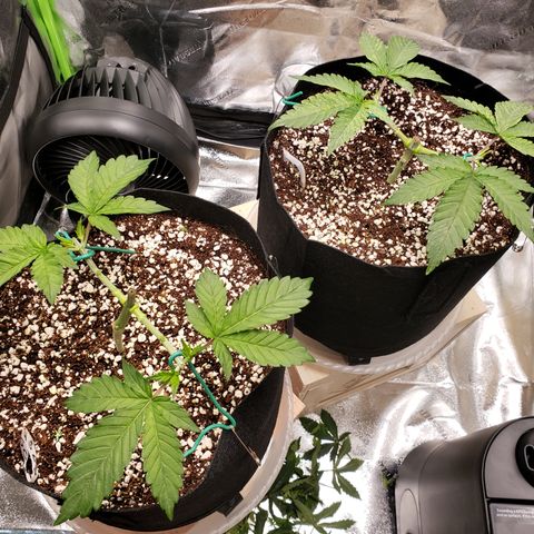 GOG growlog timeline photo