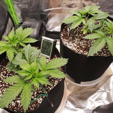 GOG growlog timeline photo