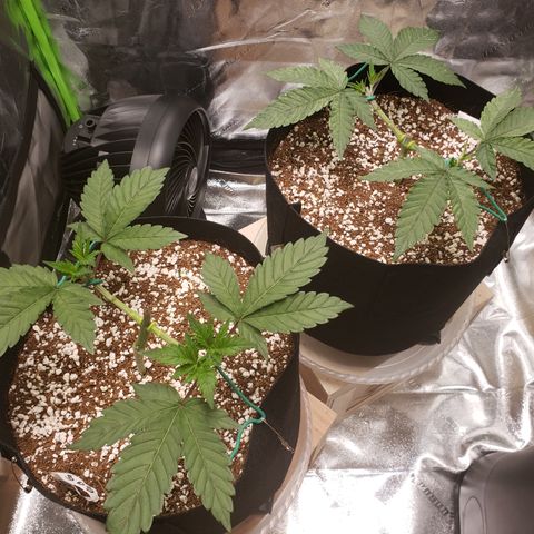 GOG growlog timeline photo