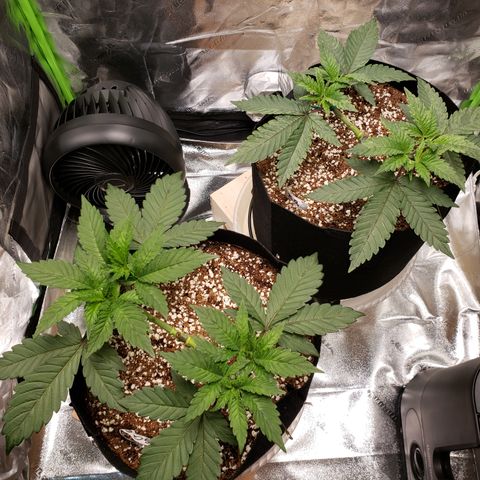 GOG growlog timeline photo