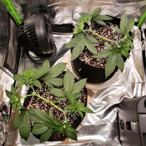 GOG growlog timeline photo