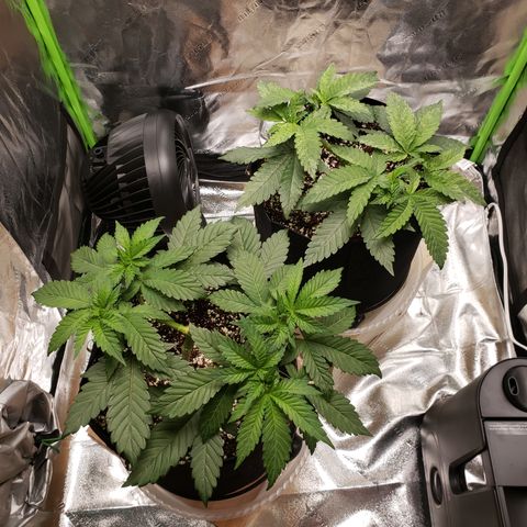 GOG growlog photo: Pre top
