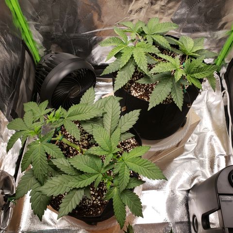 GOG growlog photo: Post top. 