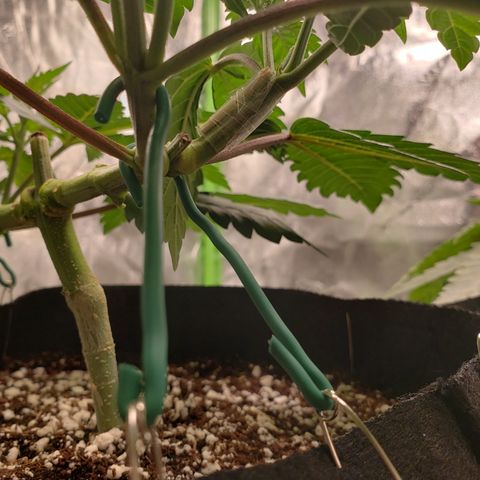 GOG growlog photo: ~18 hours after snap. It's solid, reaching for light. Thoughts and prayers are appreciated. 
