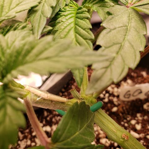 GOG growlog photo: ~18 hours after snap. It's solid, reaching for light. Thoughts and prayers are appreciated. 