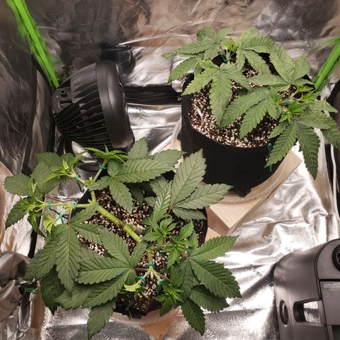 GOG growlog timeline photo