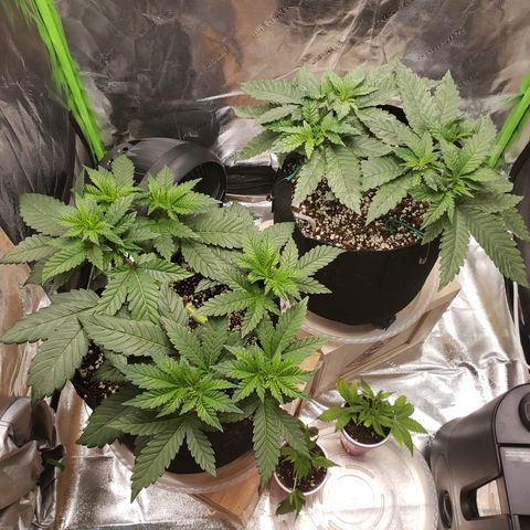 GOG growlog timeline photo