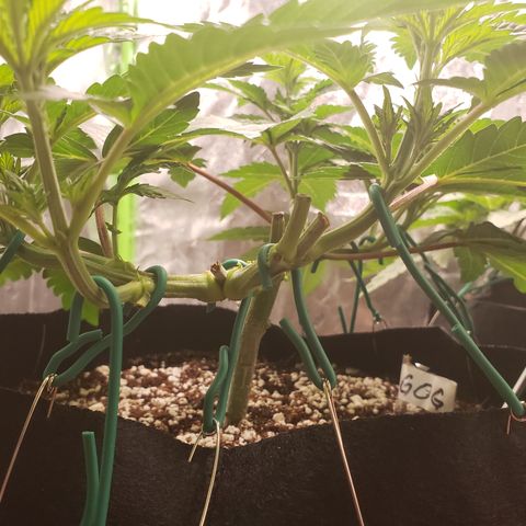 GOG growlog photo: RIP GOG cola #3. 