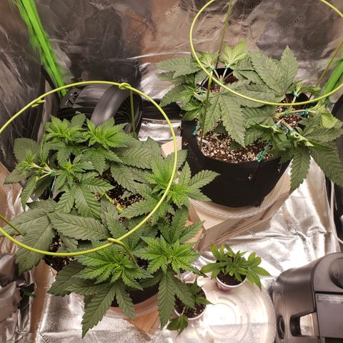 GOG growlog timeline photo