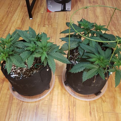 GOG growlog timeline photo
