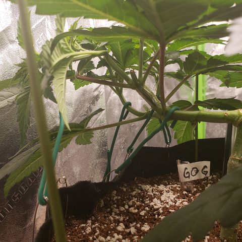GOG growlog photo: Super cropped to even canopy. 