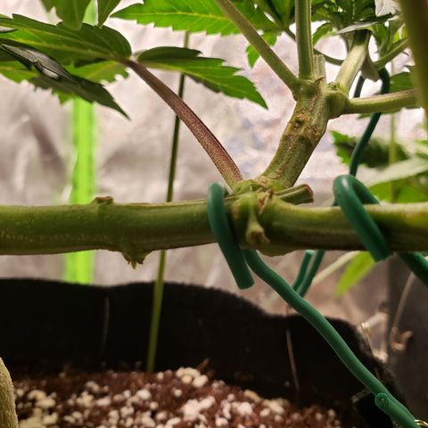 GOG growlog photo: Removed tape and splint. 