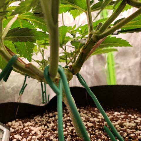 GOG growlog photo: Removed tape and splint. 