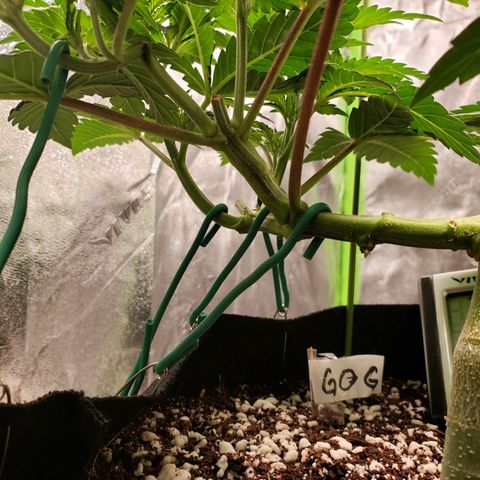 GOG growlog photo: Removed tape and splint. 