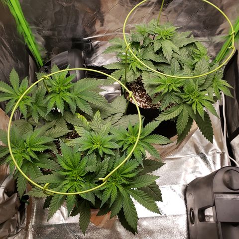 GOG growlog timeline photo