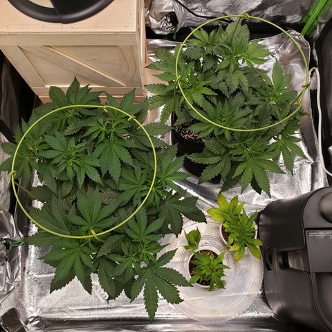 GOG growlog photo: 11am. Couple hours before dark. 
