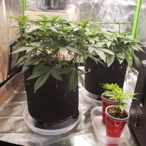 GOG growlog timeline photo