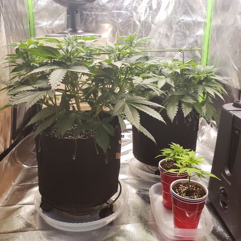 GOG growlog timeline photo