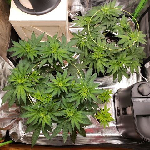 GOG growlog photo: Defoliated