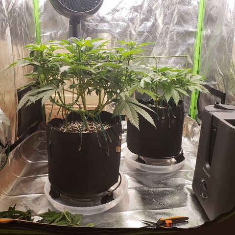 GOG growlog photo: Defoliated