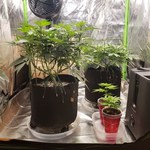 GOG growlog timeline photo