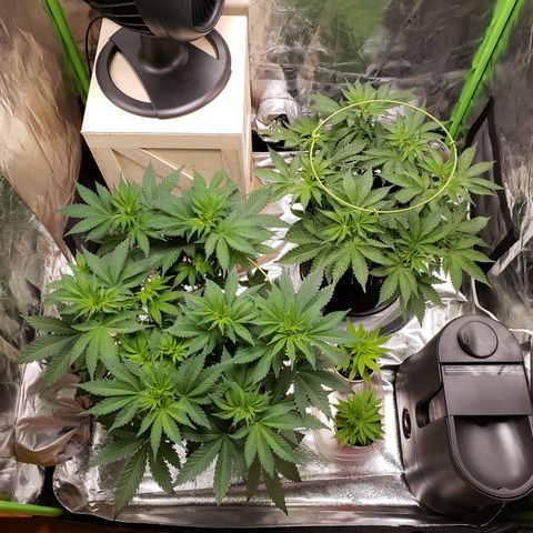 GOG growlog timeline photo