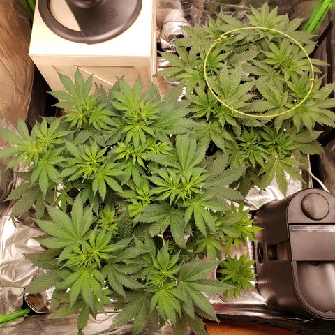 GOG growlog timeline photo
