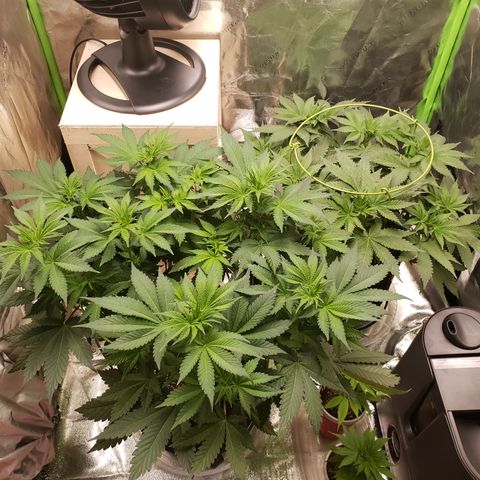 GOG growlog timeline photo