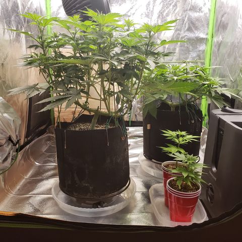 GOG growlog timeline photo